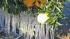 Icicles form on a citrus tree due to subfreezing temperatures that gripped the Southland on Sunday, Jan. 13, 2013.