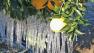 Icicles form on a citrus tree due to subfreezing temperatures that gripped the Southland on Sunday, Jan. 13, 2013.