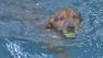 A dog swims in a pool at Splash Central in Culver City Friday, June 28, 2013.