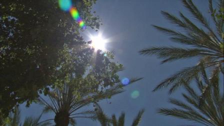 The sun shines through some palm trees in Southern California in this undated file photo.