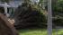 Strong winds severed tree limbs and uprooted a...
