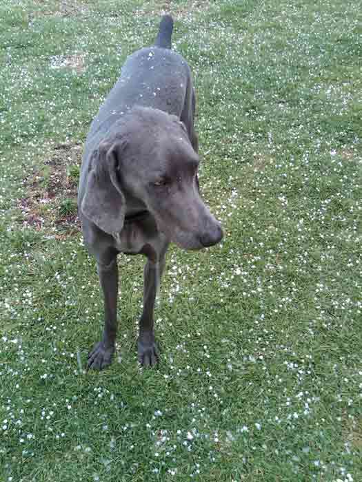 ABC7 viewer Karen sent in this photo of her dog...