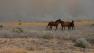 Horses are seen as the Powerhouse Fire burns in the Angeles National Forest north of Santa Clarita.