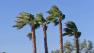 Palm trees sway in the wind in the Inland Empire on Saturday, Oct. 5, 2013.