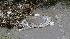 A dead sea turtle is seen along the shoreline,...