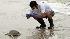 Institute of Marine Mammal Sciences researcher...