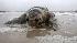 A dead sea turtle lies on the beach in Pass...