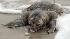 A dead sea turtle lies on the beach in Pass...