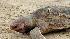 A dead sea turtle lays on the sand off the beach...
