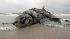 A dead sea turtle lies on the beach in Pass...