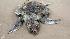 A dead sea turtle lies on the beach in Pass...