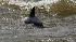 A dolphin is seen in the Breton Sound of the...
