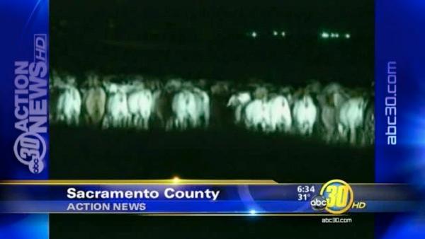 Goats On I5