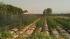 This marijuana growing field included several...