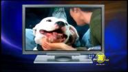 Dog bites Denver TV anchor in the face , Kyle Dyer