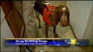 Get drug-sniffing dogs to search your kids room, Drug Dog Services
