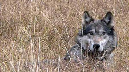 Hunters in Montana have shot about 160 wolves as the season comes to an end Wednesday, falling short of the states 220-animal quota.