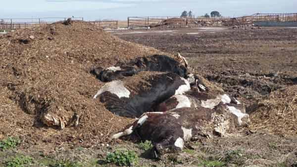 Photo of deceased cows covered in manure.