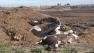 Photo of deceased cows covered in manure.