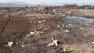 Photo of the illega cowl burial area.