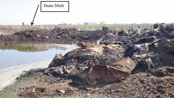 Photo of cow carcasses in cow manure and cow bones next to the drain ditch.