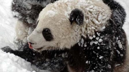 Panda poo tea: Yes, tea from panda poop