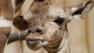 Fresnos Chaffee Zoo giraffe tongue Facebook contest