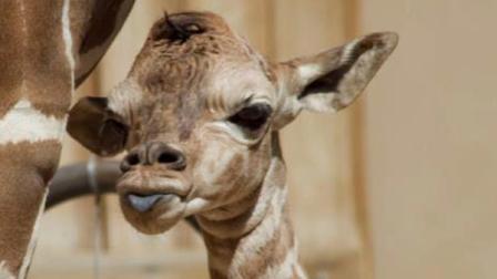 Fresnos Chaffee Zoo giraffe tongue Facebook contest