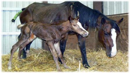 Rescued Fresno County horse gives birth at the CCSPCA