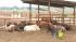 Mad Cow disease found in Tulare County cow ::
