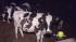 Officials talks about Mad Cow disease ::