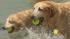 Keeping animals cool during the Heat Wave ::