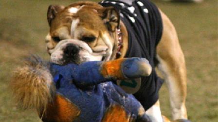 Victor E. Bulldog
