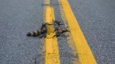 This photo provided by Sean McAfee shows a dead raccoon that McAfee saw with the road dividing line painted over it before he stopped his motorcycle to take the picture on Franklin Road in Johnstown, Pa.