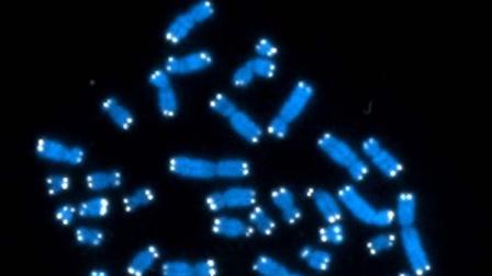 U.S. National Cancer Institute shows the 46 human chromosomes, where DNA resides