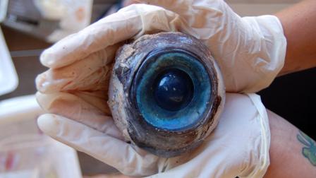 A giant eyeball from a mystery sea creature, photographed Oct. 11, 2012, washed ashore and was found by a man walking along the beach in Pompano Beach, Fla., Oct. 10.