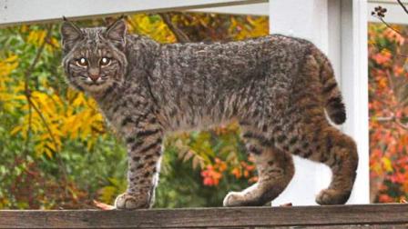 Bobcat spotted in Northeast Fresno