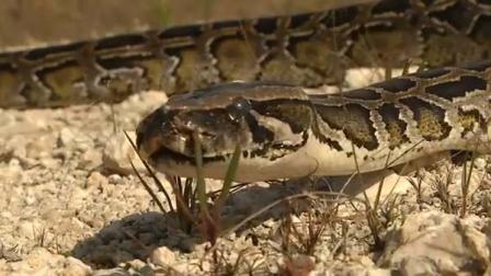 Python hunters wanted for Florida hunting contest