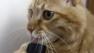 Cat playing with a vacuum cleaner video going viral