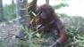 An orangutan at Fresnos Chaffee Zoo is proving it pays to be persistent.