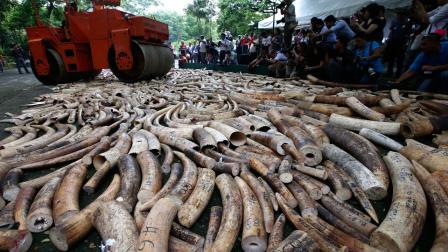 A steamroller is used to crush seized elephant tusks during a ceremony at the Protected Areas and Wildlife Bureau of the Department of Environment and Natural Resources in Quezon city, northeast of Manila, Philippines