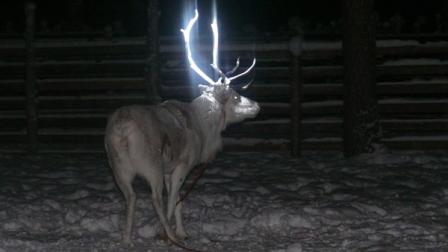 Finns give reindeer fluorescent antler makeovers