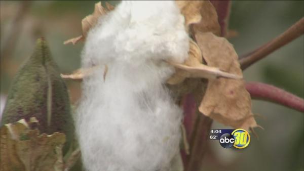 Growers are concerned with the cotton crop