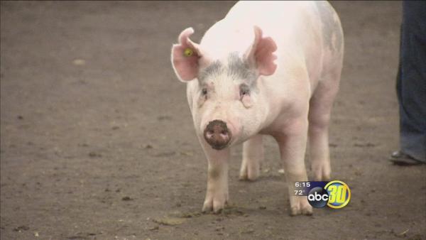 Big Fresno Fair: FFA behind-the-scenes
