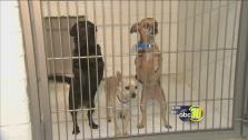 Central Calif. SPCA sees more adoptions for the holidays