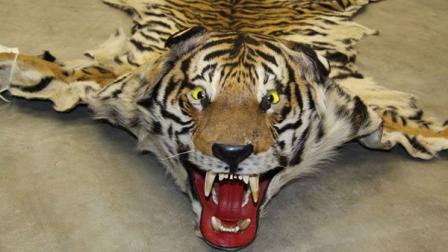 Federal and local authorities made arrests in the sale of endangered species on the internet. See photos of the animals.