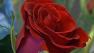 Valentines Day: A day to love and/or protest