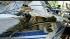 Fatal boat crash: Wrong man charged? ::
