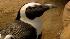 The return of the penguins ::