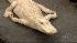 Alligators at home at the Academy ::